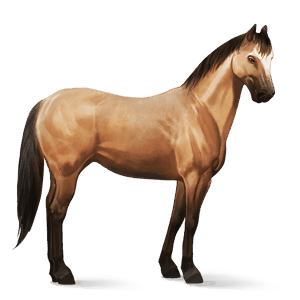ratsuhevonen irish hunter palomino