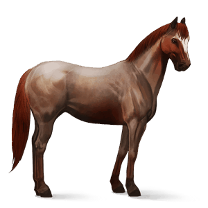 ratsuhevonen appaloosa ruunikko, lumihiutalekuvio