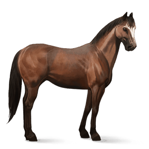 ratsuhevonen appaloosa ruunikko, täplikäs loimikuvio