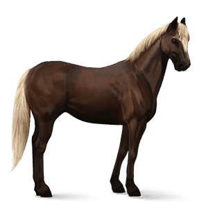 ratsuhevonen andalusianhevonen ruunikko