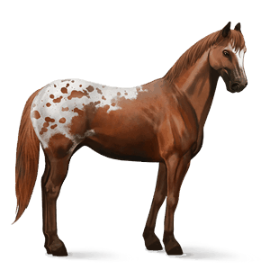 ratsuhevonen appaloosa ruunikko, täplikäs loimikuvio