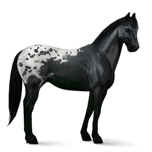 ratsuhevonen paint-hevonen rautias, tobiano