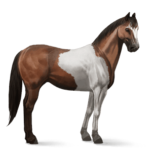 ratsuhevonen paint-hevonen sysirautias, tobiano