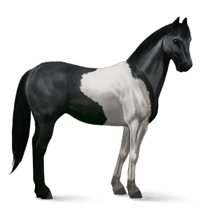 ratsuhevonen criollo mustankirjava, tobiano