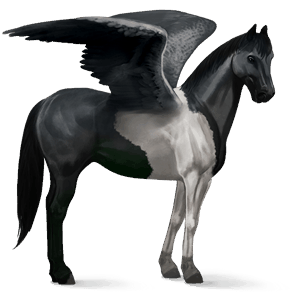 ratsupegasos american bashkir curly rautias