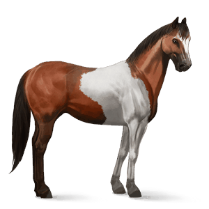 ratsuhevonen paint-hevonen rautias, tobiano