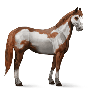ratsuhevonen paint-hevonen voikko, tobiano