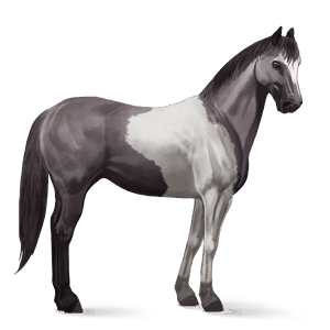 ratsuhevonen paint-hevonen hiirakko, tobiano