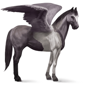 ratsupegasos paint-hevonen hiirakko, tobiano