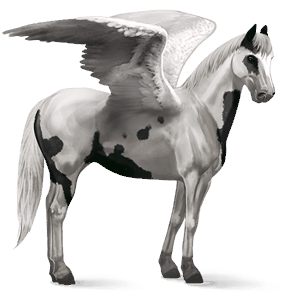 ratsupegasos paint-hevonen musta, tovero