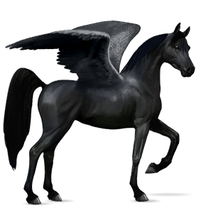 ratsupegasos arabianhevonen musta