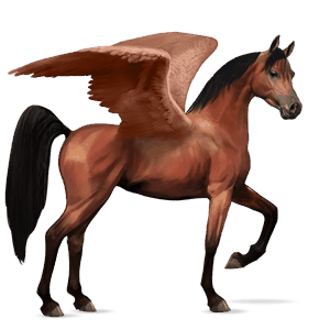 ratsupegasos arabianhevonen ruunikko