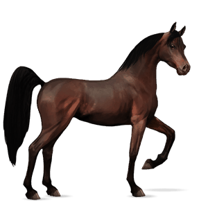 ratsuhevonen lipizzanhevonen kärpäskimo