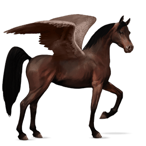 ratsupegasos arabianhevonen tummanruunikko