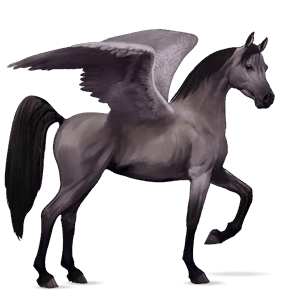 ratsupegasos shagya-arabi harmaa