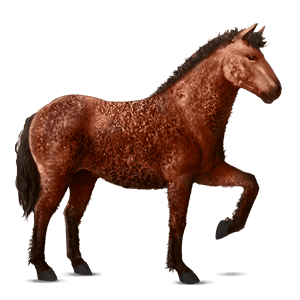 ratsuhevonen appaloosa ruunikko, loimikuvio