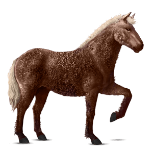 ratsuhevonen american bashkir curly liinakko