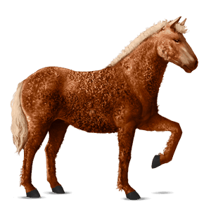 ratsuhevonen american bashkir curly rautias