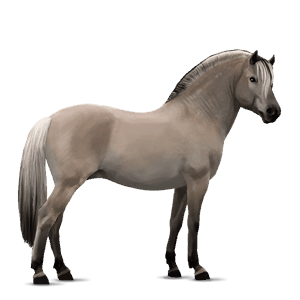 poni hiirakko