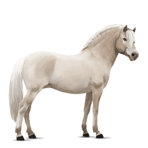 poni vuonohevonen hiirakko