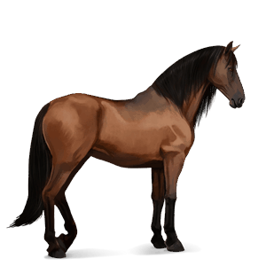 ratsuhevonen lipizzanhevonen ruunikko