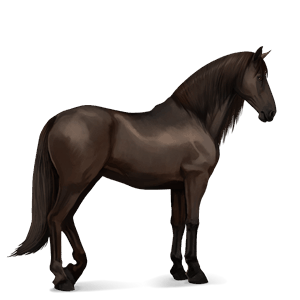 ratsuhevonen lipizzanhevonen tummanruunikko