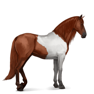 ratsuhevonen lipizzanhevonen punaruunikko