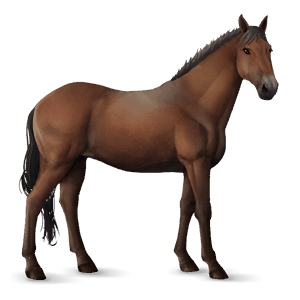 ratsuhevonen lipizzanhevonen ruunikko