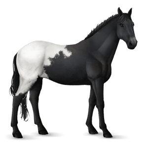 ratsuhevonen appaloosa musta, loimikuvio