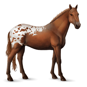 ratsuhevonen appaloosa rautias, täplikäs loimikuvio