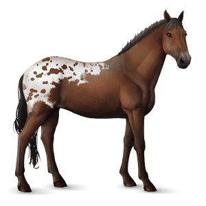 ratsuhevonen appaloosa rautias, leopardikuvio
