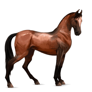 ratsuhevonen lipizzanhevonen punaruunikko