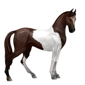 ratsuhevonen marwarinhevonen sysirautias, tobiano