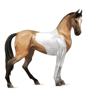 ratsuhevonen lipizzanhevonen vaaleankimo