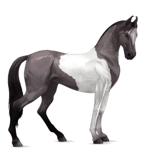 ratsuhevonen lipizzanhevonen tummanruunikko