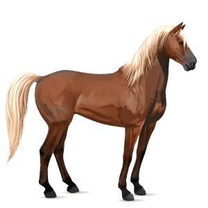 ratsuhevonen lipizzanhevonen ruunikko