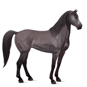 ratsuhevonen lipizzanhevonen ruunikko