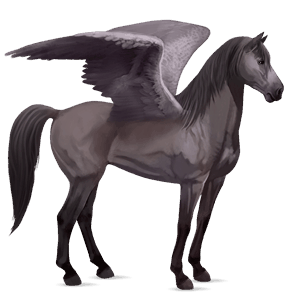 ratsupegasos harmaa
