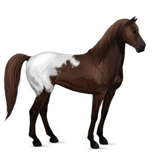 ratsuhevonen paint-hevonen punaruunikko, tobiano