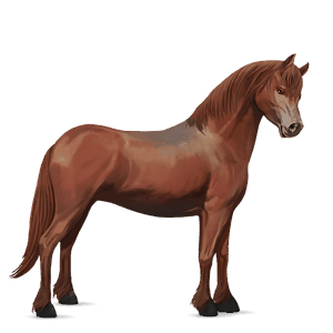 poni welshponi ruunikko