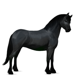 poni kerryboginponi papurikkotäpläinen kimo
