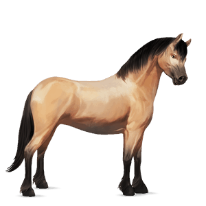 poni newfoundlandinponi harmaanruskea