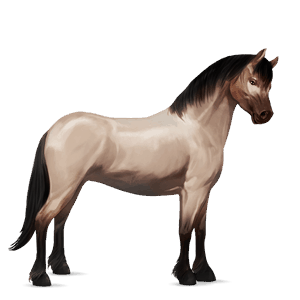 poni kerryboginponi harmaanruskea