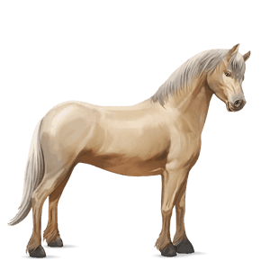 poni haflingerinhevonen palomino
