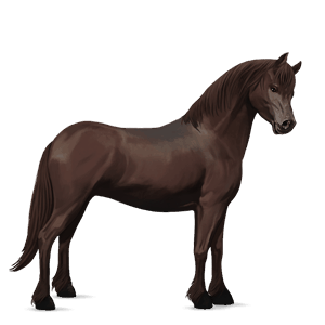poni connemaranponi punaruunikko