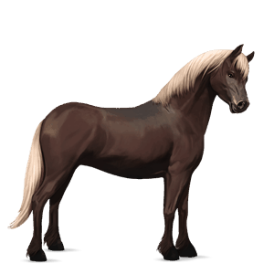 poni welshponi tummanruunikko