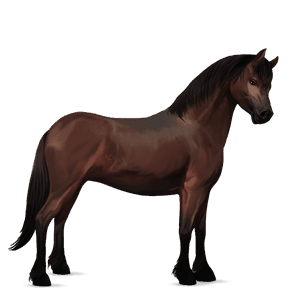 poni belgian ratsuponi tummanruunikko