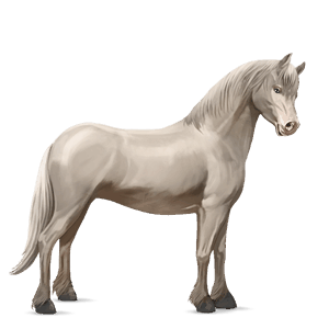poni connemaranponi kellanvaalea