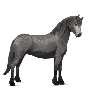 poni newfoundlandinponi papurikkotäpläinen kimo