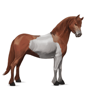 poni shetlanninponi punaruunikko